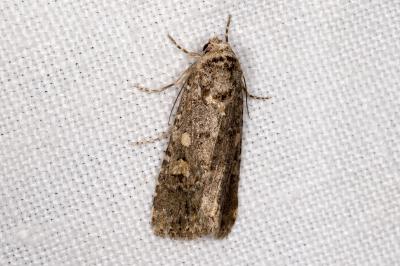 <i>Spodoptera exigua</i>