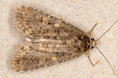 <i>Spodoptera exigua</i>