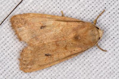 <i>Sunira circellaris</i>