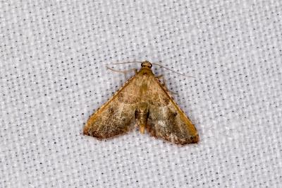<i>Endotricha flammealis</i>