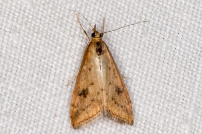 <i>Udea ferrugalis</i>