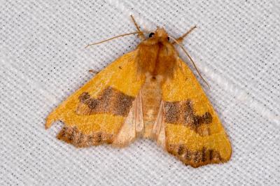 <i>Atethmia centrago</i>