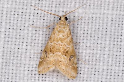 <i>Hellula undalis</i>