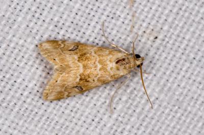 <i>Hellula undalis</i>