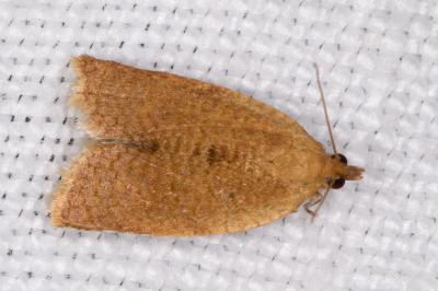 <i>Clepsis consimilana</i>