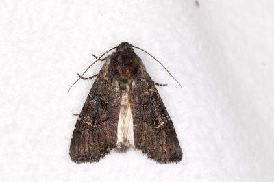 <i>Aporophyla nigra</i>