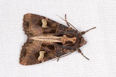 <i>Trigonophora flammea</i>
