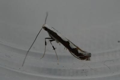 <i>Dialectica scalariella</i>