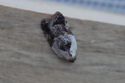 <i>Acleris variegana</i>
