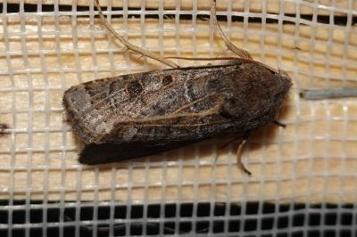 <i>Anchoscelis lunosa</i>