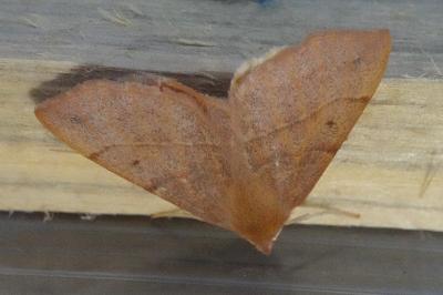 <i>Colotois pennaria</i>