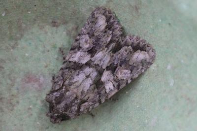 <i>Dryobotodes eremita</i>