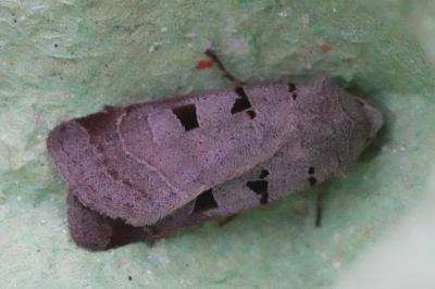 <i>Eugnorisma glareosa</i>