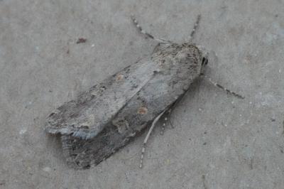<i>Spodoptera exigua</i>