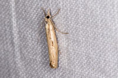 <i>Agriphila geniculea</i>