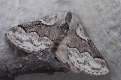 <i>Trichiura crataegi</i>