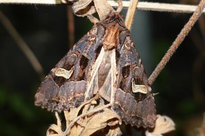 <i>Trigonophora flammea</i>