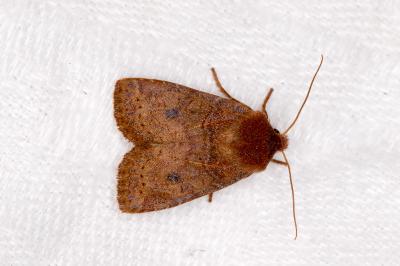 <i>Conistra vaccinii</i>