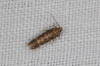 <i>Scrobipalpa ocellatella</i>