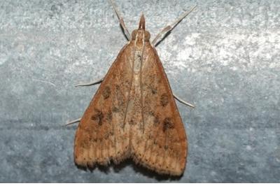 <i>Udea ferrugalis</i>