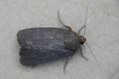 <i>Amphipyra tragopoginis</i>