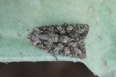 <i>Dryobotodes eremita</i>