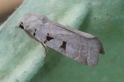 <i>Eugnorisma glareosa</i>