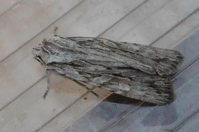 <i>Lithophane leautieri</i>