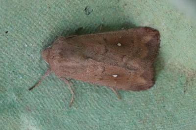 <i>Mythimna albipuncta</i>