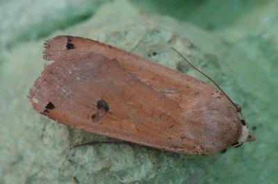 <i>Noctua pronuba</i>