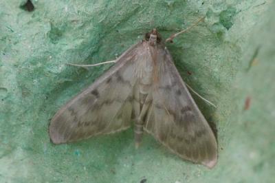 <i>Patania ruralis</i>