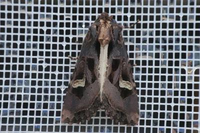 <i>Trigonophora flammea</i>