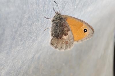 <i>Coenonympha pamphilus</i>