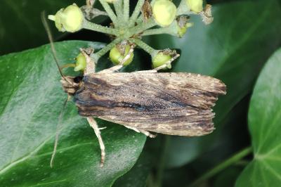 <i>Lithophane semibrunnea</i>