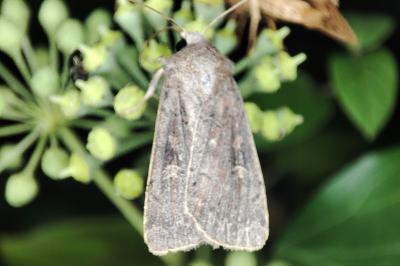 <i>Xestia xanthographa</i>