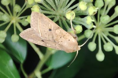 <i>Leptologia macilenta</i>