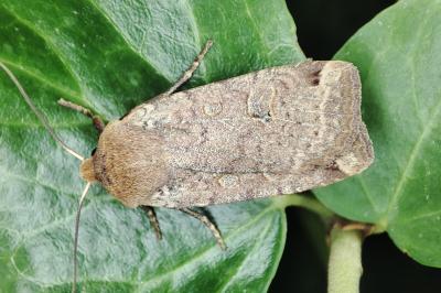 <i>Conistra erythrocephala</i>
