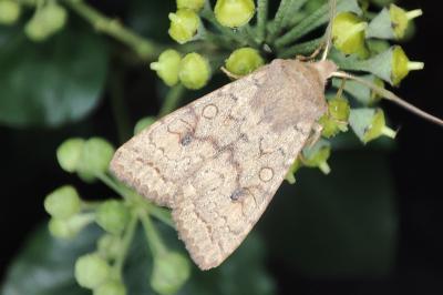 <i>Sunira circellaris</i>