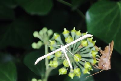 <i>Emmelina monodactyla</i>