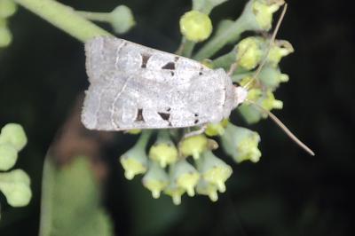 <i>Eugnorisma glareosa</i>
