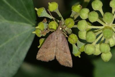 <i>Hypena rostralis</i>