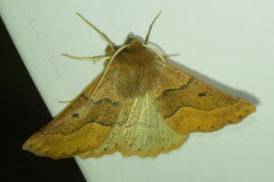 <i>Crocallis tusciaria</i>