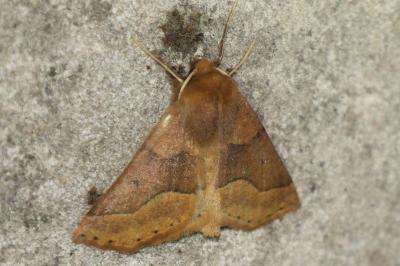 <i>Crocallis tusciaria</i>