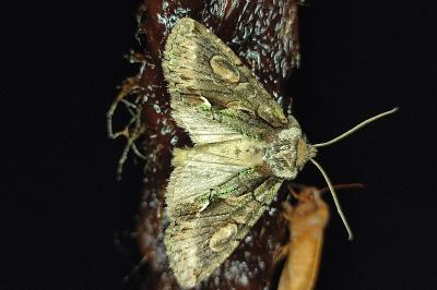 <i>Allophyes oxyacanthae</i>