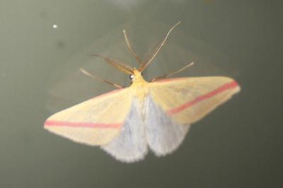 <i>Rhodometra sacraria</i>