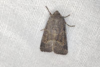 <i>Aporophyla lueneburgensis</i>