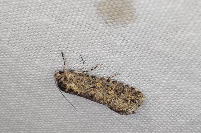 <i>Spodoptera exigua</i>
