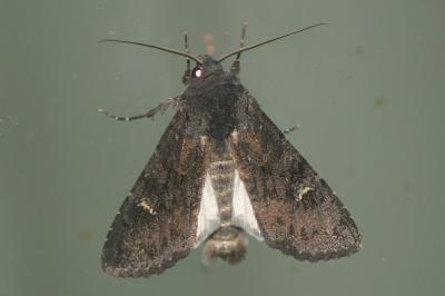 <i>Aporophyla nigra</i>