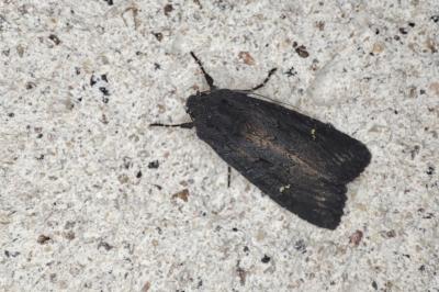 <i>Aporophyla nigra</i>