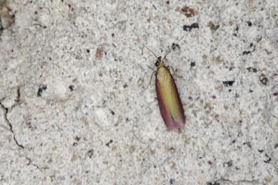 <i>Oncocera semirubella</i>